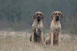 DOGUE ALLEMAND 670